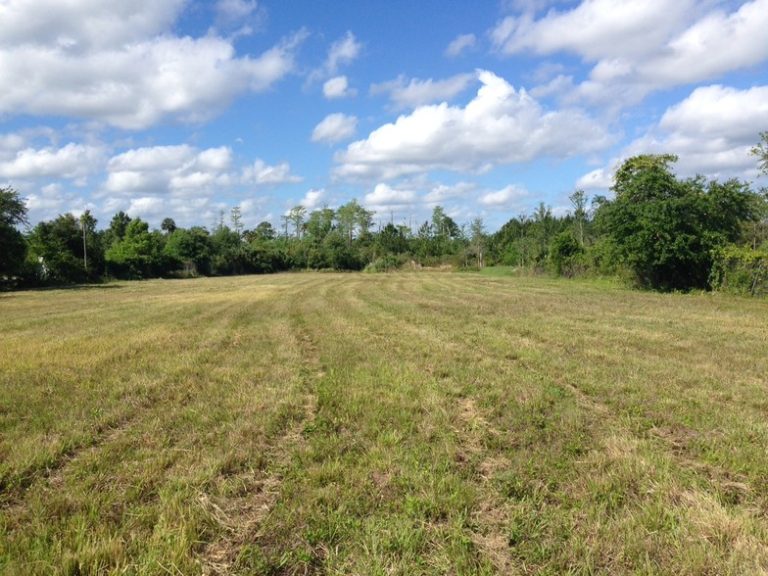 Why Land Clearing Is Essential for Your Property in Ormond Beach