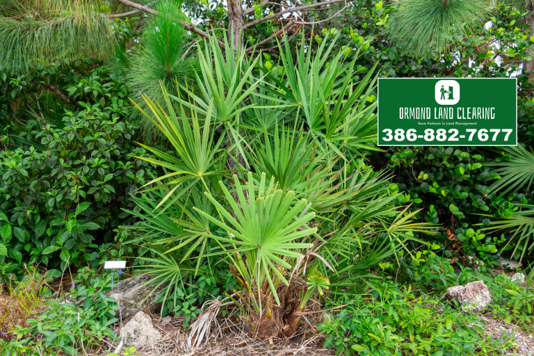 Land Clearing and Property Maintenance for Flagler Beach Homes and Acreage
