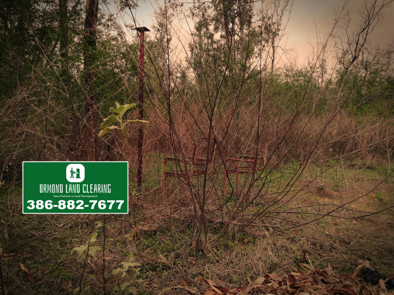 Land Clearing and Property Maintenance for Ormond-by-the-Sea Homes and Acreage