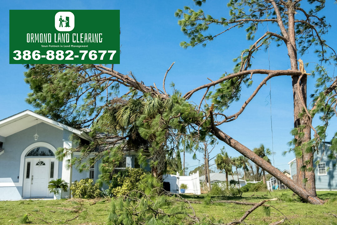 Land Clearing for Fallen Tree Prevention in Volusia & Flagler Counties